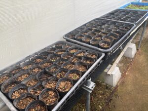 ポット上げしたメコノプシスホリドゥラの苗