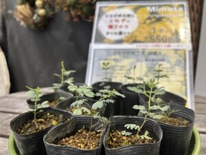 ミモザの苗販売中