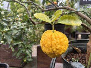 獅子ユズのアップ