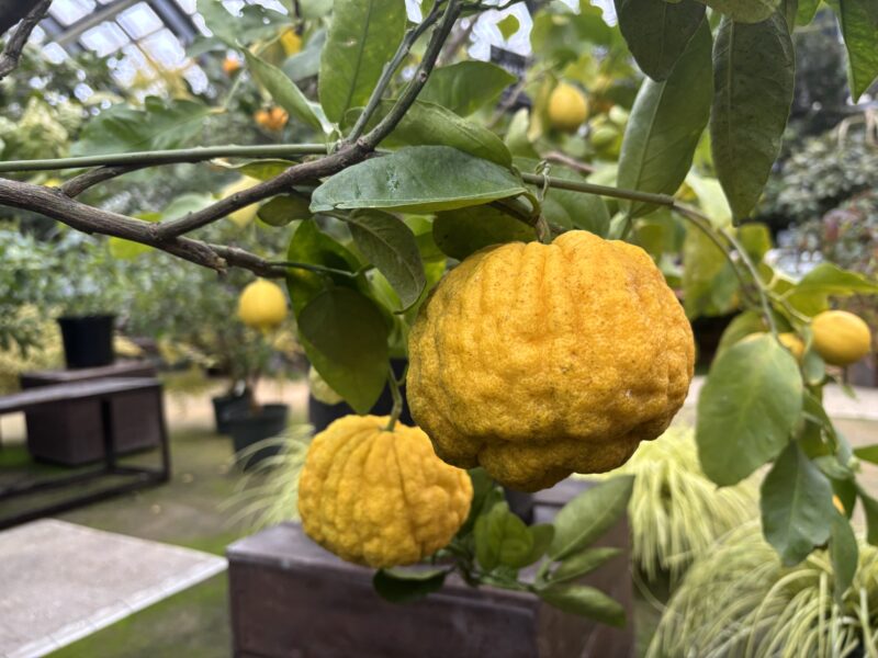 冬至、冬中、冬始め（ミモザ苗販売のお知らせも　2025年12月21日）