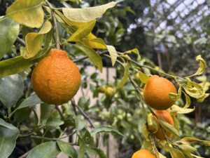 デコポン‘不知火’