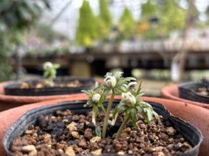 まもなく花開きそうなセツブンソウ