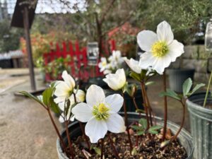 ヘレボルス ニゲル