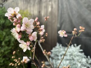 ウメ‘紅冬至’