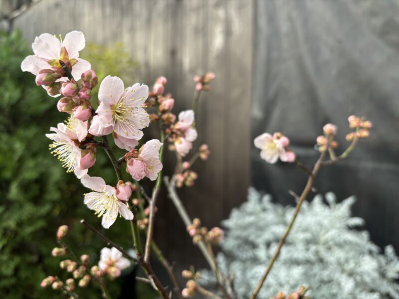 本日の百合が原公園（ウメ、ヘレボルス ニゲルの開花、ミモザの様子など）2026年1月18日
