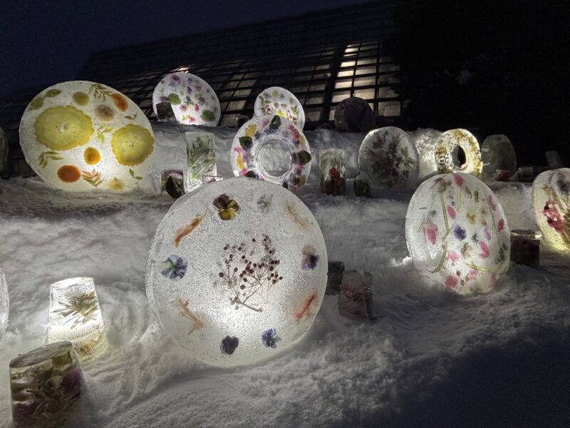 百合が原公園、今週末のおススメのイベント（2026年1月23日）