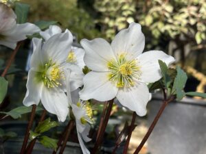 ヘレボルス ニゲル