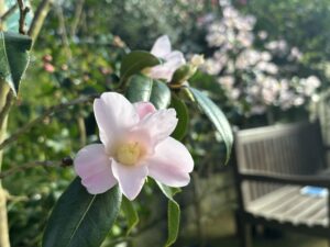桃色のツバキ‘数奇屋’