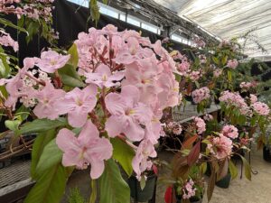 香りの良いルクリア