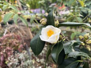 真っ白なツバキ‘短歌’