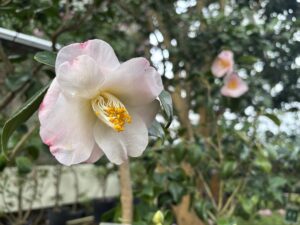 薄桃色のツバキ‘桃太郎’