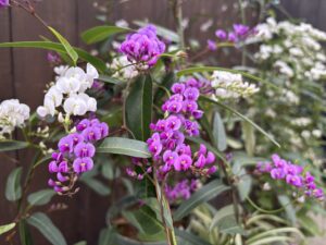 白や紫色のハーデンベルギア