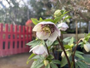 一重のクリスマスローズ