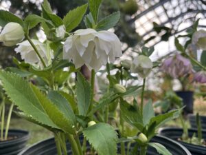 八重のクリスマスローズ