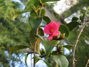 ヤブツバキ系‘紫式部’