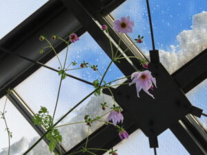 開花が進むコウテイダリア