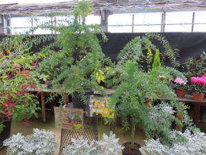 鉢物のミモザ、一部開花