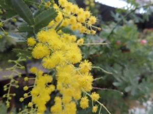 ミモザの花のアップ