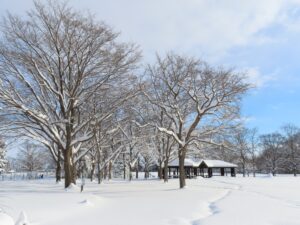 芝生広場の雪景色