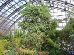 大温室ミモザの様子