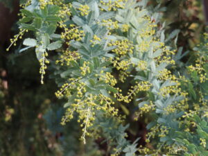 ミモザの蕾の様子