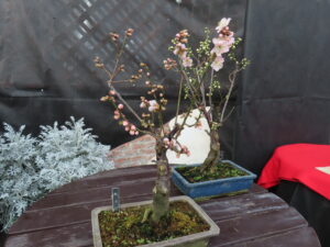 盆栽仕立てのウメ