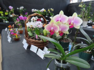 次々に運び込まれる洋ラン作品