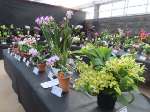 市民ラン展会場