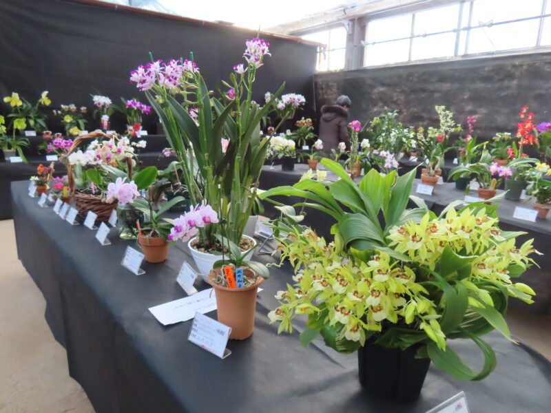 明日から「市民ラン展」開催（2026年1月26日）