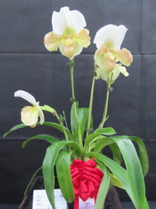 今年度のグランプリパフィオ エレクサー