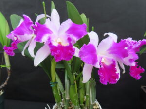 準グランプリ作品　カトレア アクィニ―フィン‘ネイチャーズベスト’