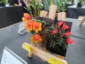 デンドロビウムの着生している様子