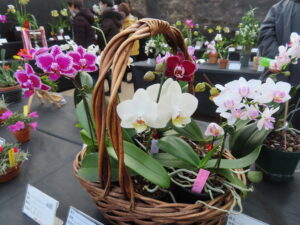 コチョウランの寄せ植え