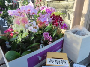 市民賞に投票した方には抽選で洋ランをプレゼント