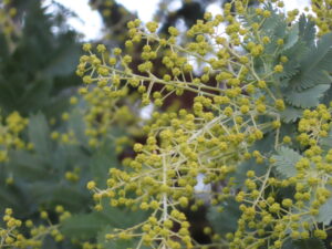 ミモザの蕾の様子