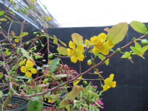 ミッキーマウスの木