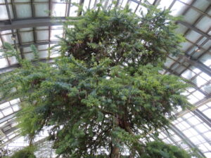 本日1月29日のミモザの様子