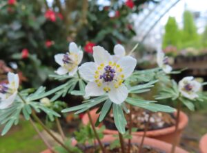 セツブンソウのアップ