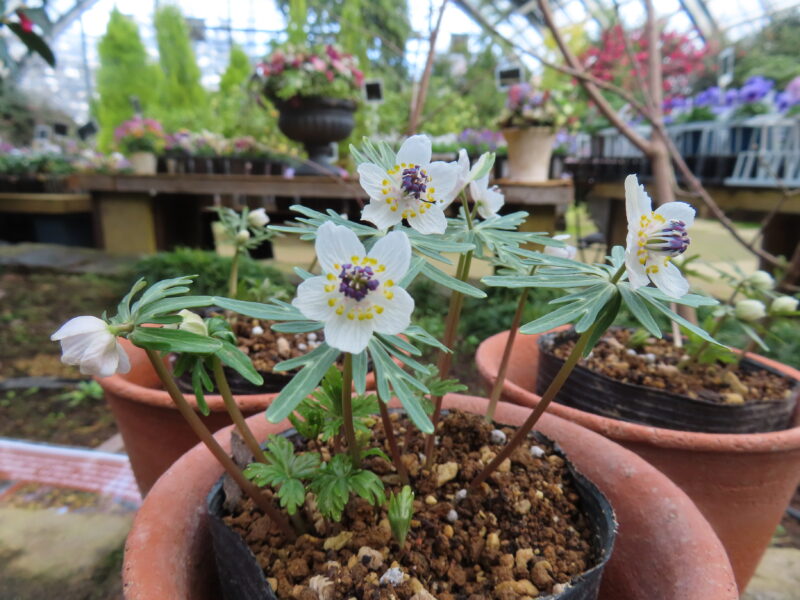 緑のセンター開花情報(セツブンソウ、ハーデンベルギアなど)2026年1月29日