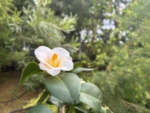 ヤブツバキ系‘野々市’