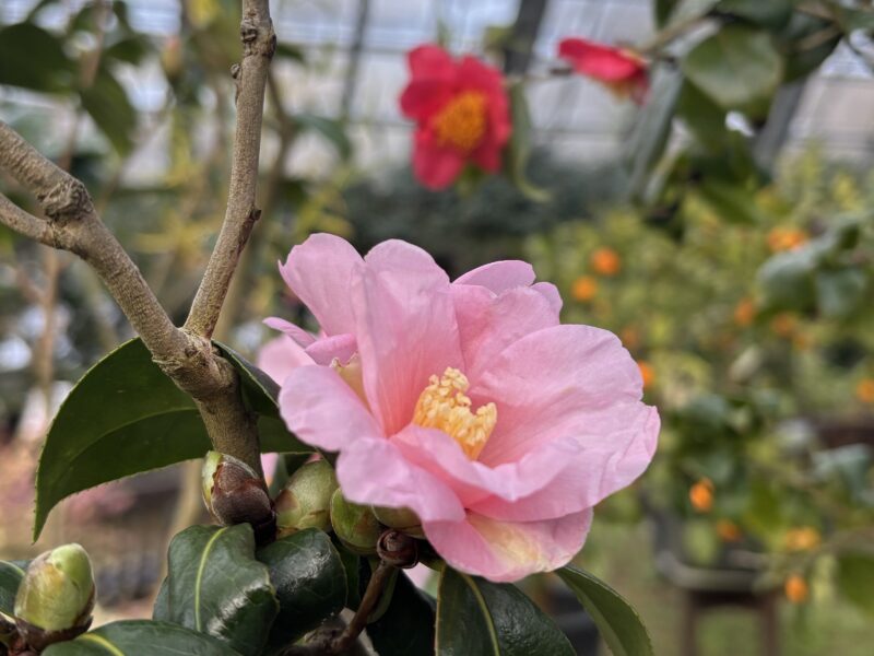 本年もよろしくお願いいたします（2026年1月5日）