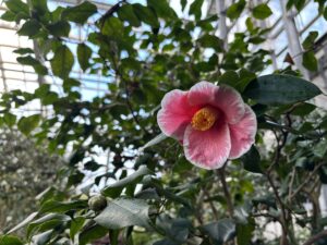 ヤブツバキ系　‘参平椿’