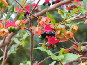 ミッキーマウスの木、実の様子