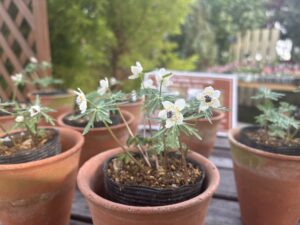 同じ会場にセツブンソウも展示