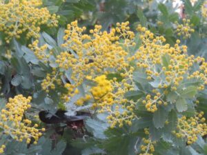 2.13ミモザ一部開花