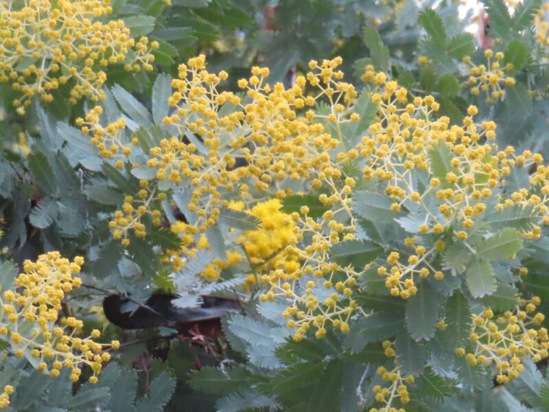 ミモザ一部開花と来週三連休の楽しいイベント(2026年2月13日)