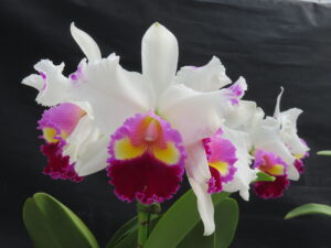 リンコレリオカトレア ファストクラス‘ストロベリーミルク’