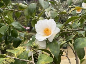 ヤブツバキ系‘初嵐’