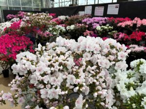 アザレア展会場