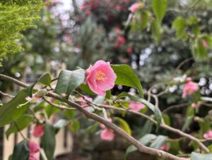 カメリア ロシフロラ‘カスケード’（原種）